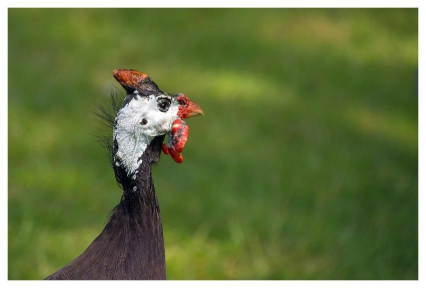 Guinea Fowl Bird Animal Poultry