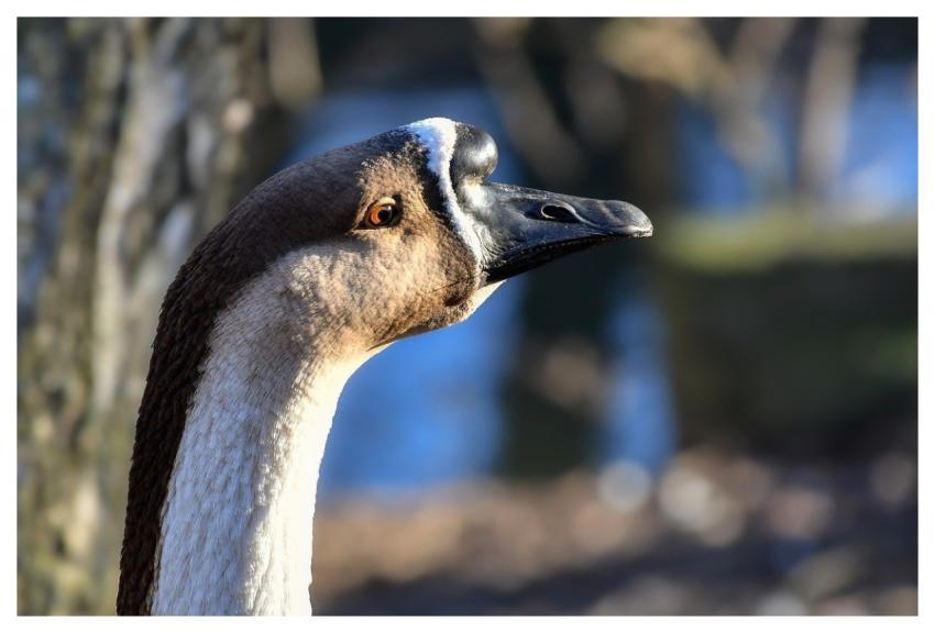 Goose Bird Animal Guinea Goose