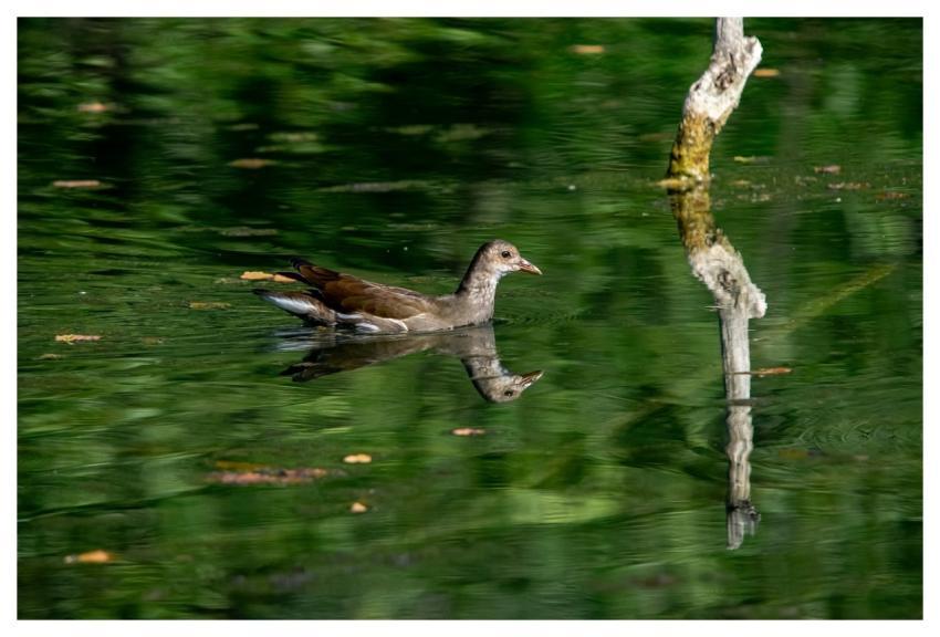 Bird Pond Reflection Green