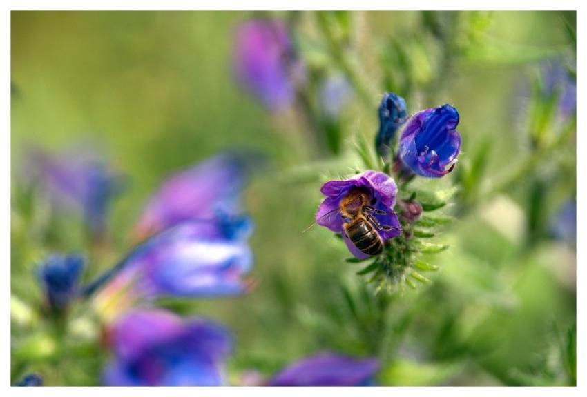 Flower Bee Flower Wallpaper Beautiful Flowers