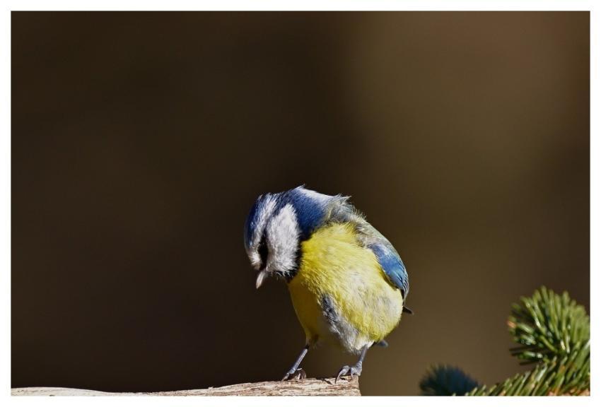 Blue Tit Bird Feeder Nature Winter