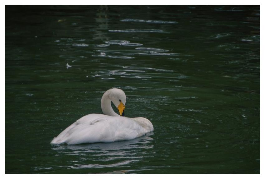 White Swan Swan Bird Swimming