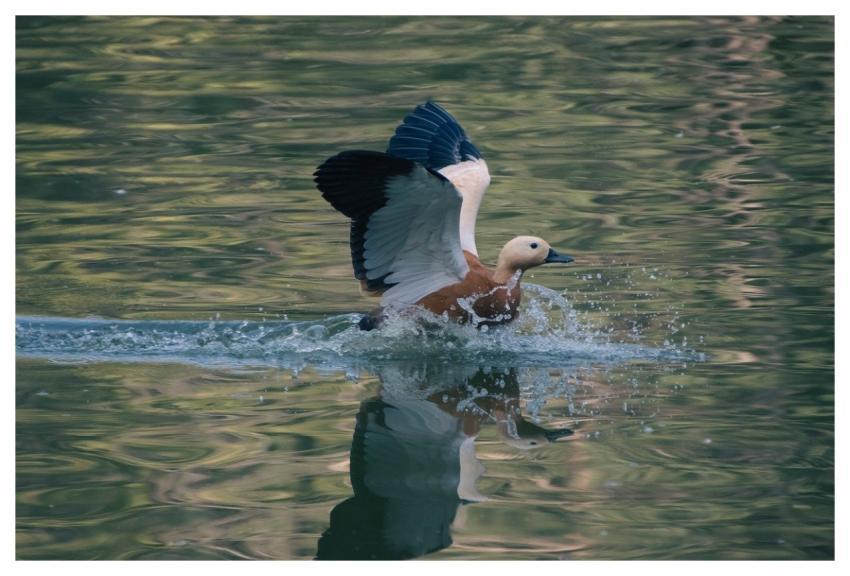 Duck Waterfowl Plumage Pond