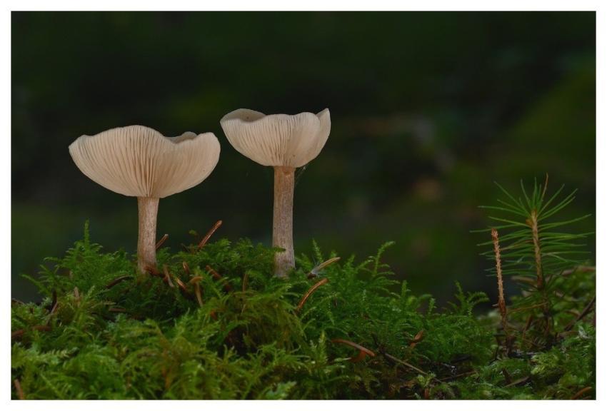 Mushrooms Lamellar Mushrooms Moss Forest