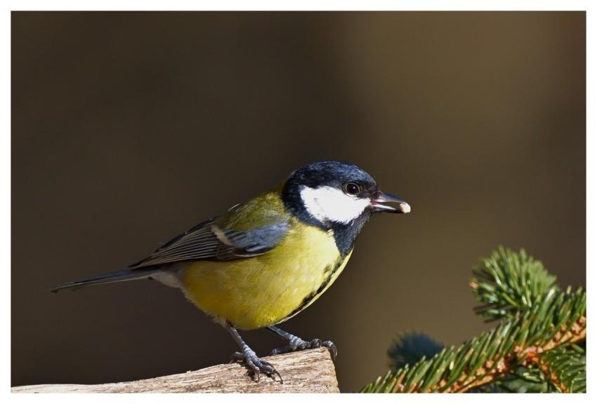 Great Tit Jggrz
