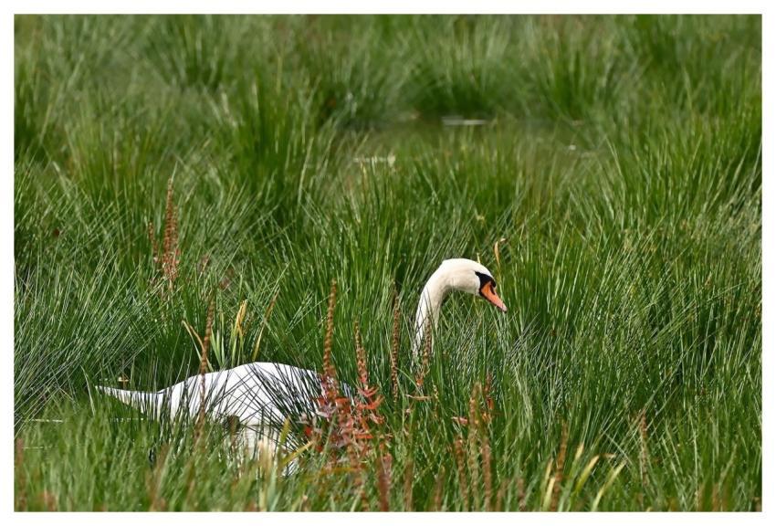 Swan Mute Swan Nature Water Bird