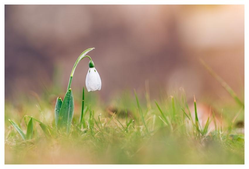 Snowdrop Nature Spring Mihail-Stavrev78