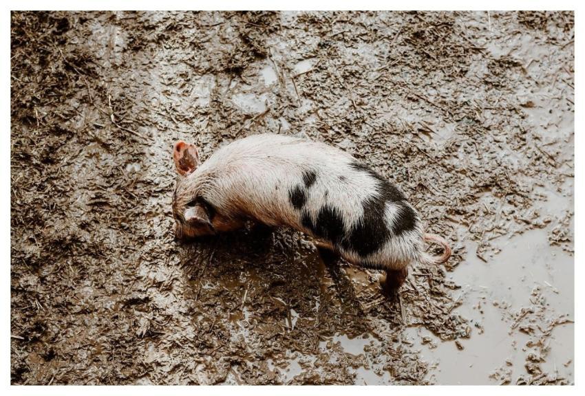 Farm Nature Animal Pig