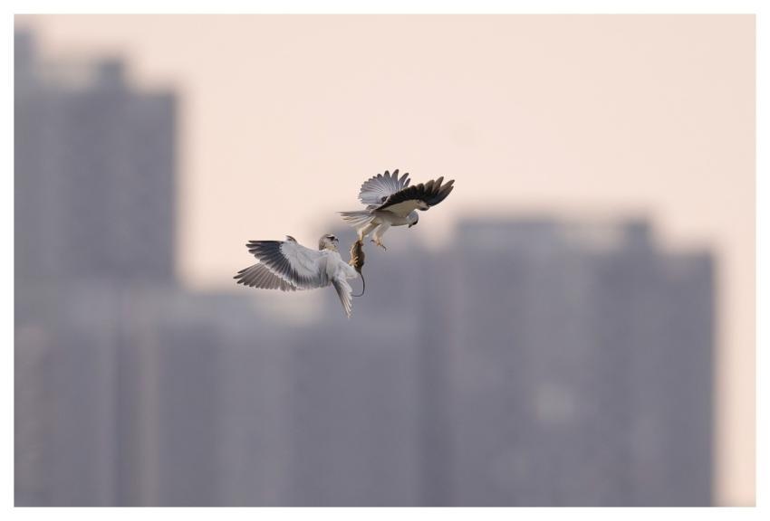 Bird Nature Animal Plumage