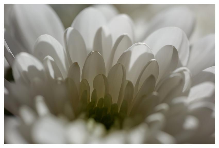 Daisy Flower Plant White Flower