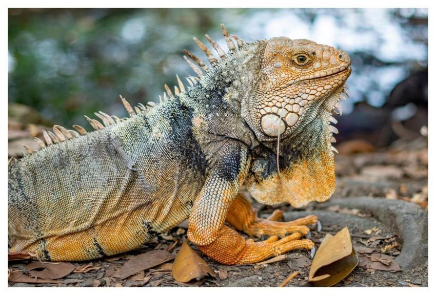 Iguana Reptile Mammal Animal