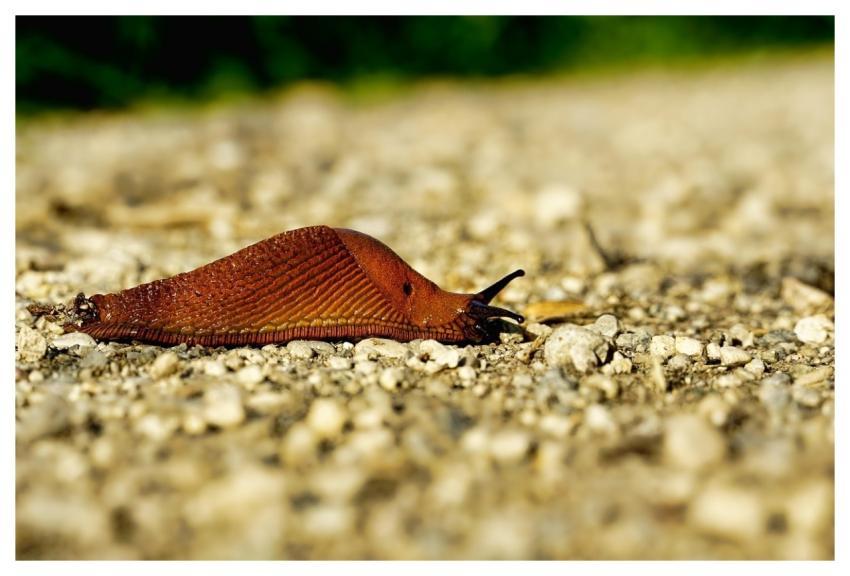 Nature Nudibranch Snail Animal