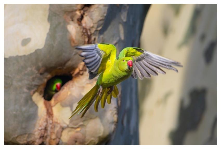 Ring-Necked Parakeet Bird Nature Parakeet