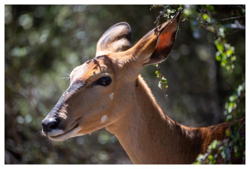 Gazelle Nature Wildlife Animal Portrait