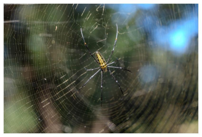 Spider Arachnid Web Nature