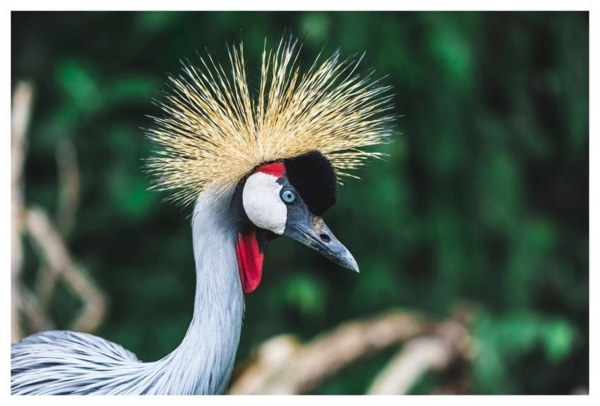 Crowned Crane Bird Colorful Nature