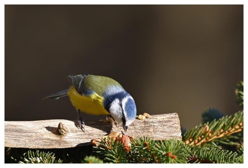 Blue Tit Nature Winter Bird