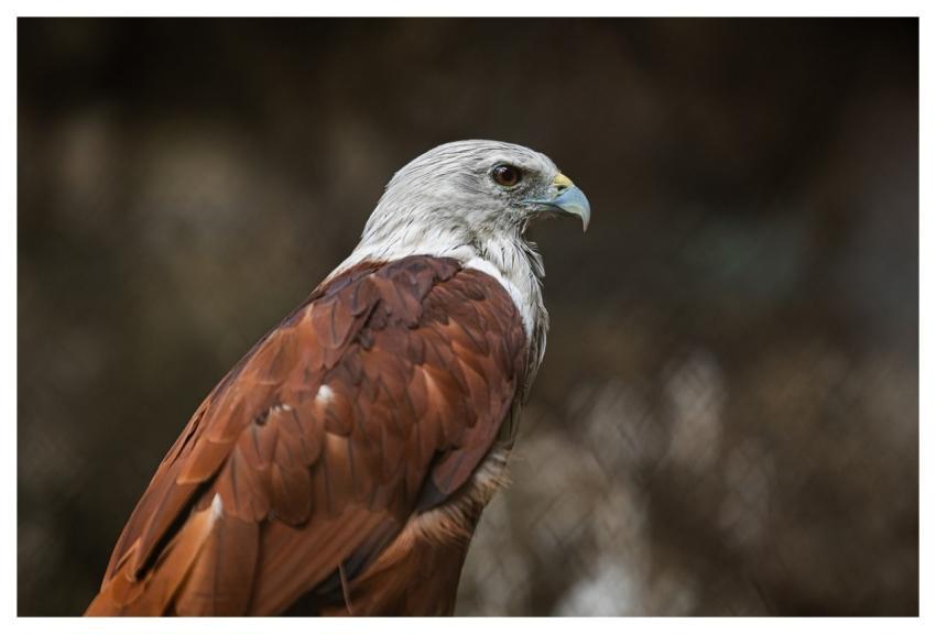 Brahminy Kite Haliastur Indus