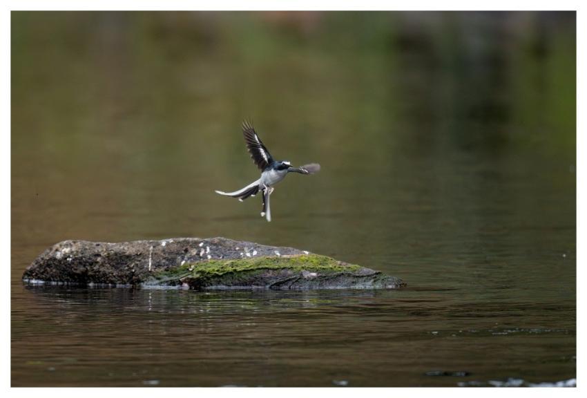 Bird Nature Animal Wildlife