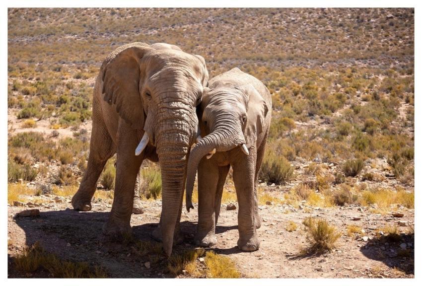 Elephant Adult Young Two