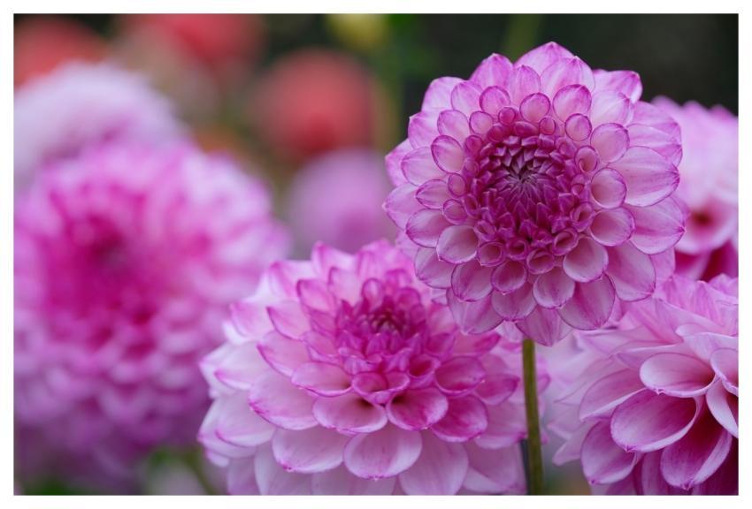 Dahlia 4K Wallpaper Flower Plant