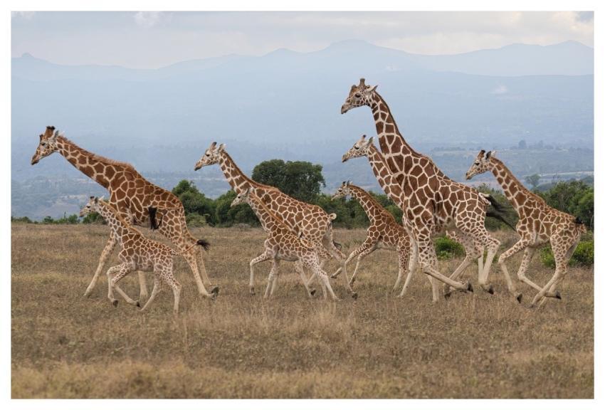 Africa Kenya Safari Wildlife