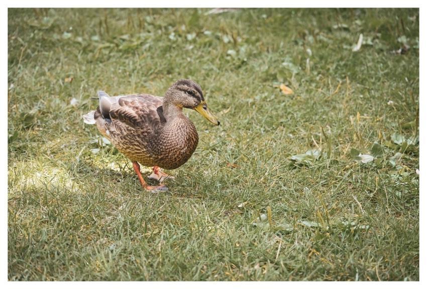Mallard Nature Duck Water Bird