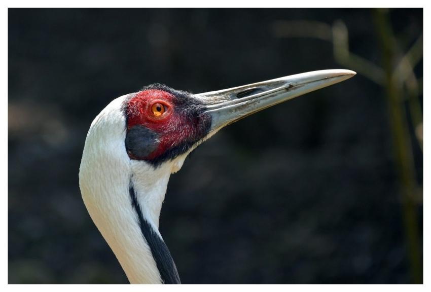 Crane Nature Bird Animal