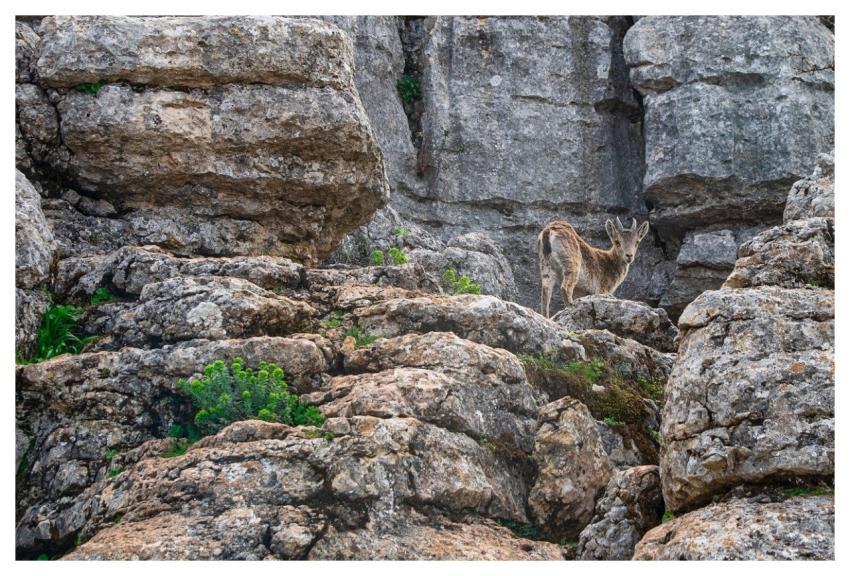 Landscape Mountain Goat Wild