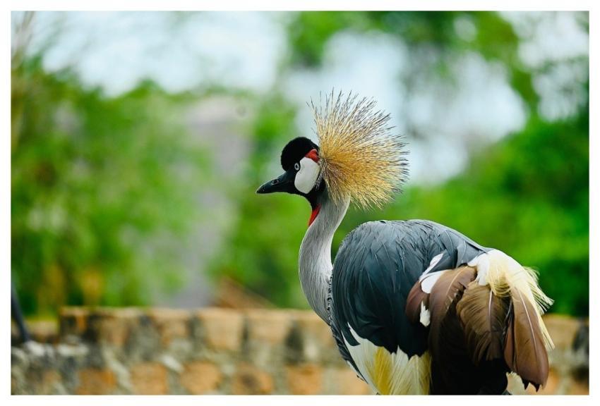 Crane Crested Crane Bird Nature