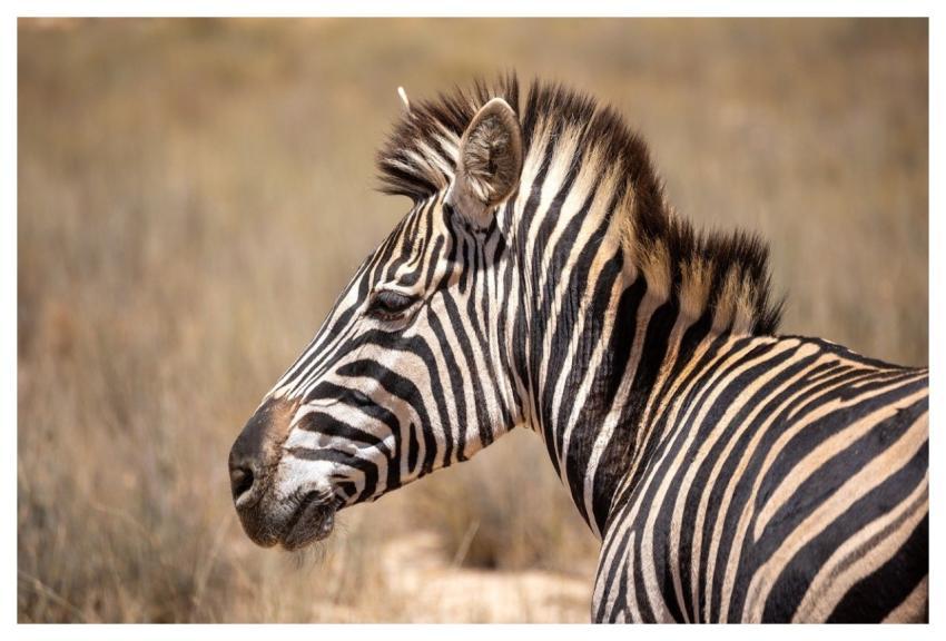 Zebra Wildlife Savanna Black And White