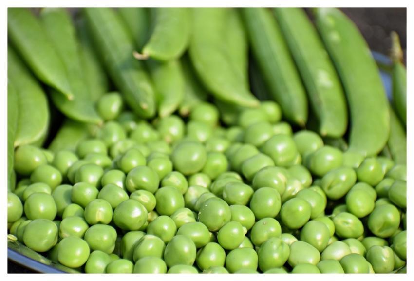 Peas Vegetables Fresh Peas Green