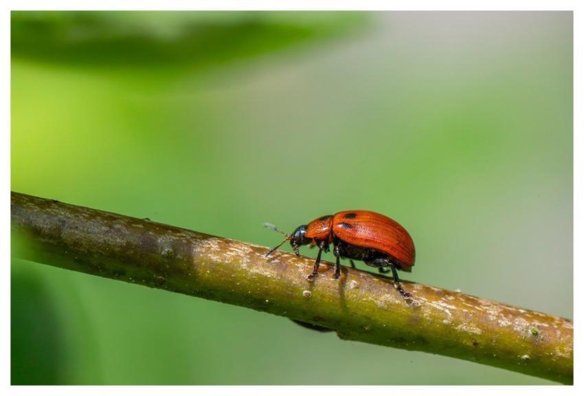 Nature American Aspen Beetle Animal Animal World