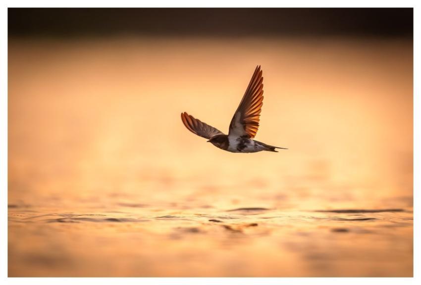 Bird Nature Animal Plumage