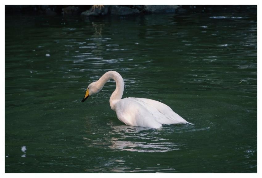 White Swan Swan Bird Animal