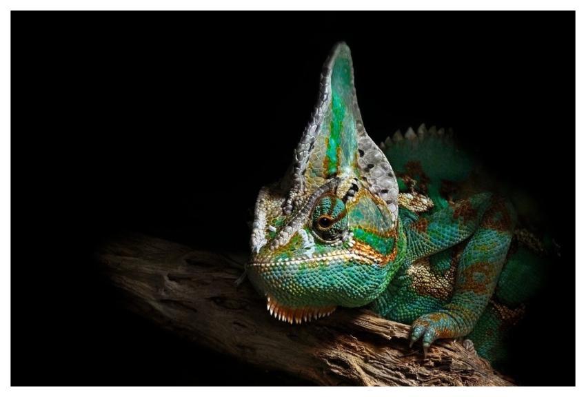 Chameleon Reptile Wildlife Lizard