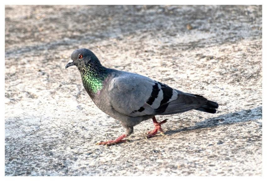 Rock Pigeon Pigeon Bird Animal