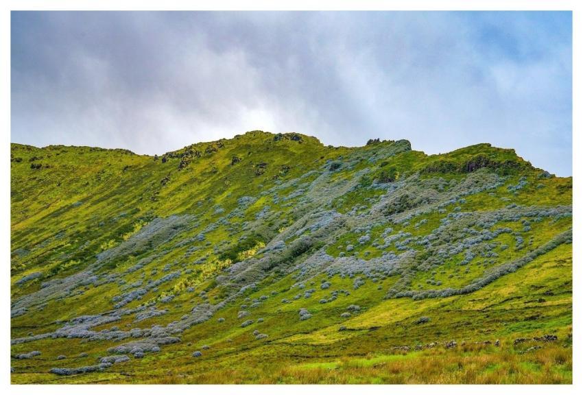 Hydrangeas Nature Flower Flora