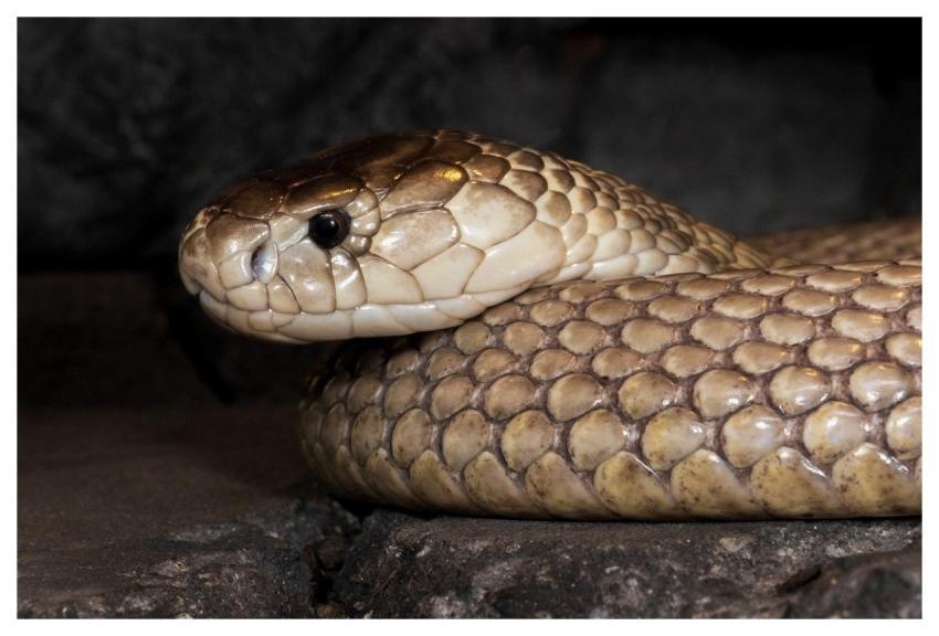 Monocled Cobra Asian Cobra Cobra Snake