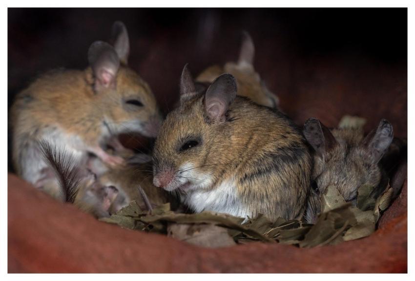 Mice Cute Mouse Rodent