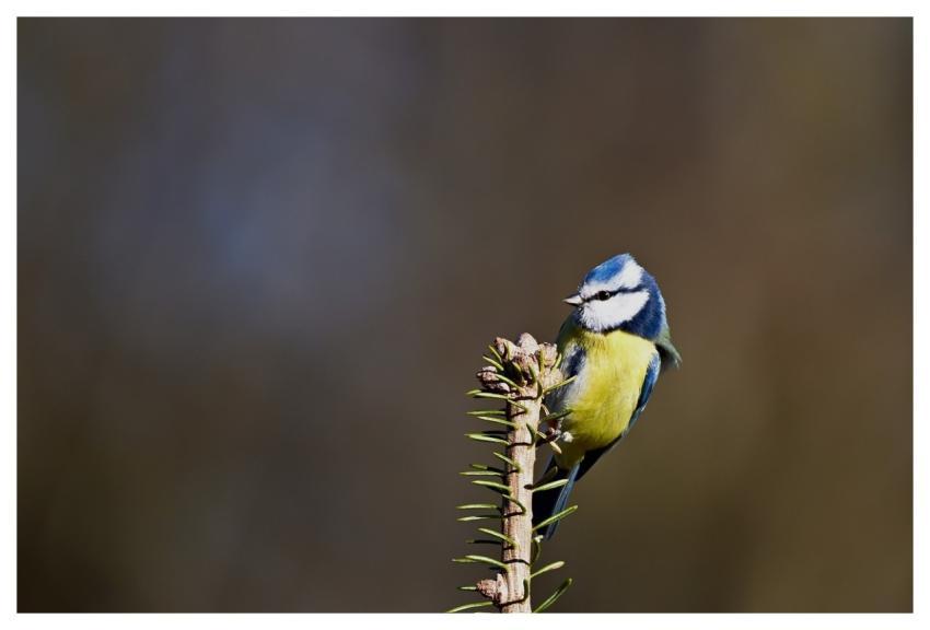 Blue Tit Bird Nature Branch