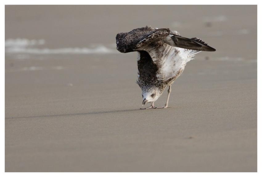 Gull Juvenile Nature Plumage