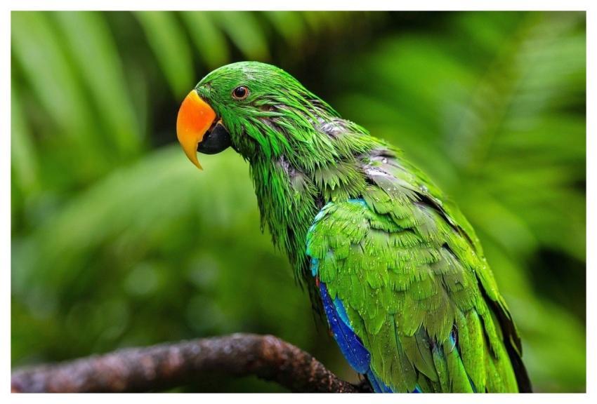 Eclectus Parrot Parrot Bird Plumage