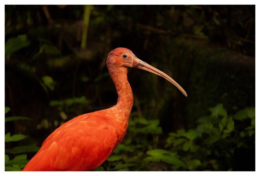 Bird Nature Animal Wildlife