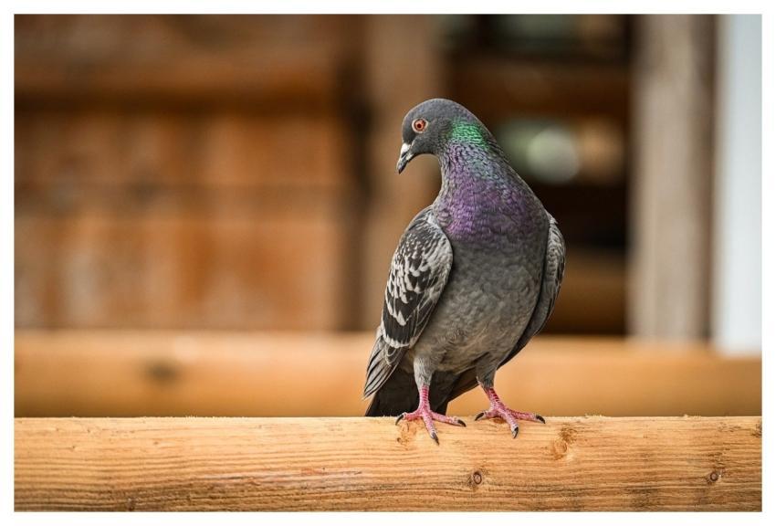 Dove Nature Bird Wildlife