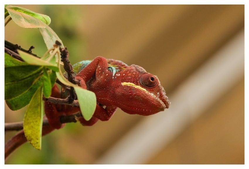 Chameleon Reptile Lizard Animal