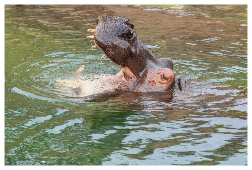 Hippopotamus Animal Mammal Nature