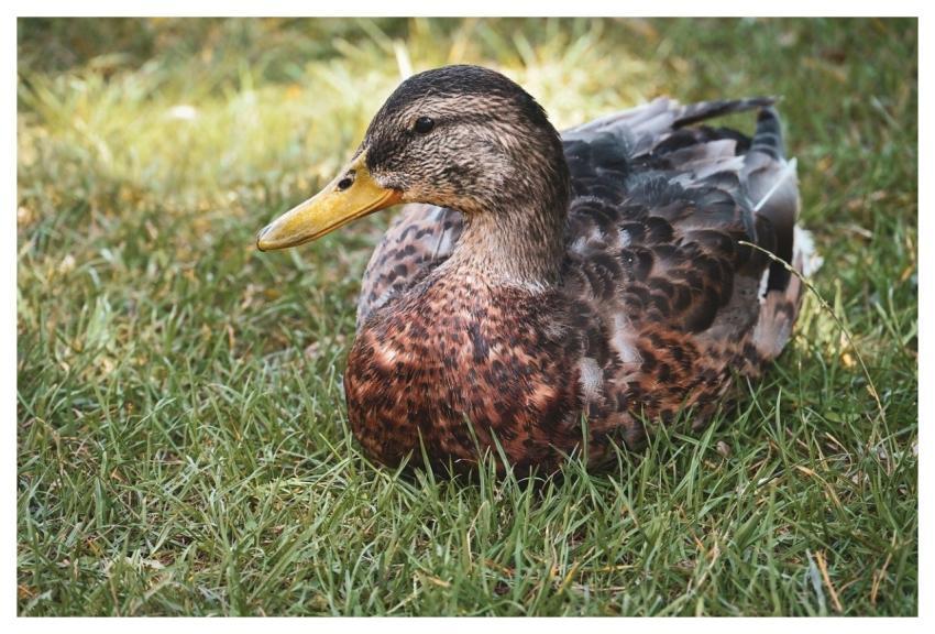 Mallard Nature Duck Water Bird