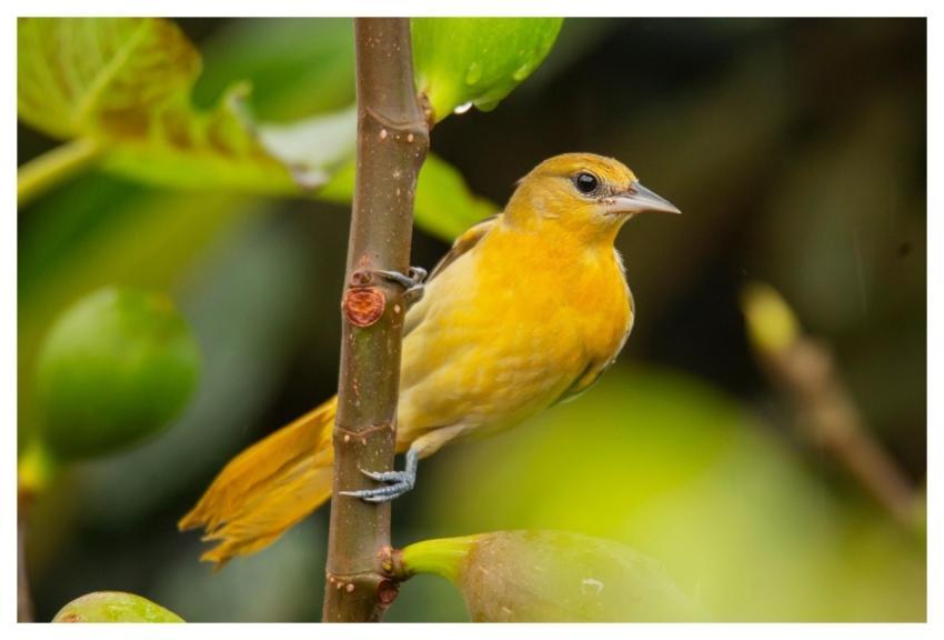 Bird Plumage Golden Oriole Baltimore