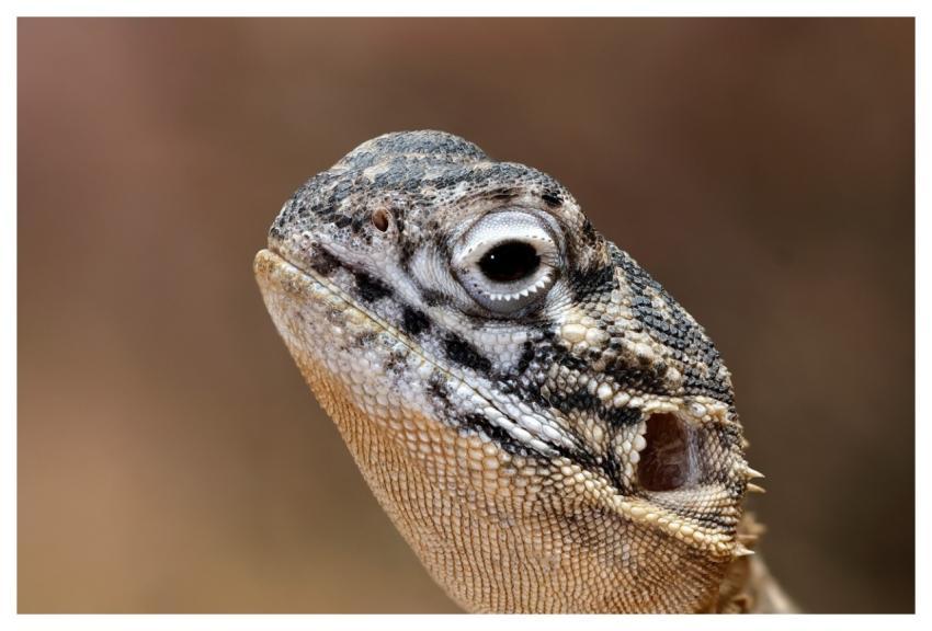 Lizard Reptile Wildlife Australia
